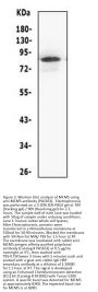 Anti-MCM5 Antibody Picoband®