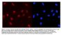 Anti-MCM5 Antibody Picoband®