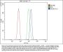 Anti-MCM5 Antibody Picoband®