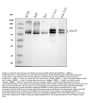 Anti-Amyloid-like protein 2 APLP2 Antibody Picoband®