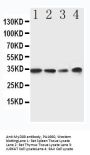 Anti-MyD88 Antibody Picoband®