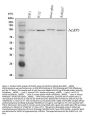 Anti-CIAS1/NALP3/NLRP3 Antibody Picoband®