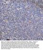 Anti-CIAS1/NALP3/NLRP3 Antibody Picoband®