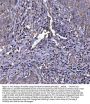Anti-CIAS1/NALP3/NLRP3 Antibody Picoband®