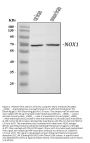 Anti-NADPH oxidase 1 NOX1 Antibody Picoband®