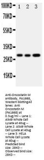 Anti-Oncostatin M/OSM Antibody Picoband®