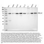 Anti-NF-kB p65/RELA Antibody Picoband®