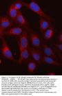 Anti-NF-kB p65/RELA Antibody Picoband®