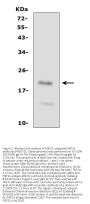 Anti-Fibroblast growth factor 21 FGF21 Antibody Picoband®