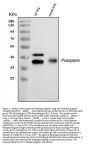 Anti-Podoplanin/gp36/PDPN Antibody Picoband®