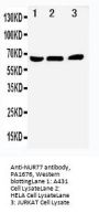 Anti-NUR77/NR4A1 Antibody Picoband®