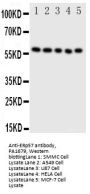 Anti-ERp57/PDIA3 Antibody Picoband®