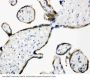Anti-ERp57/PDIA3 Antibody Picoband®