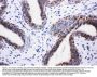 Anti-PI 3 Kinase p85 beta/PIK3R2 Antibody Picoband®