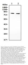 Anti-PI 3 Kinase p85 beta/PIK3R2 Antibody Picoband®