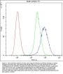 Anti-Myosin Phosphatase/PPP1R12A Antibody Picoband®