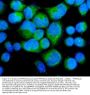 Anti-Myosin Phosphatase/PPP1R12A Antibody Picoband®