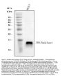 Anti-Estrogen Inducible Protein pS2/TFF1 Antibody Picoband®