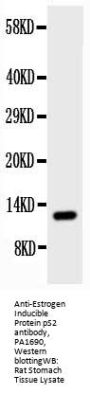 Anti-Estrogen Inducible Protein pS2/TFF1 Antibody Picoband®
