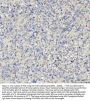 Anti-Tenascin-R TNR Antibody Picoband®