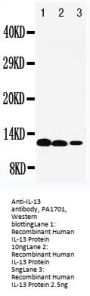 Anti-Interleukin-13 IL13 Antibody Picoband®