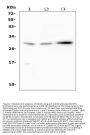 Anti-SOCS3 Antibody Picoband®