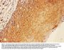Anti-SOCS3 Antibody Picoband®