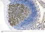 Anti-MCM2 Antibody Picoband®