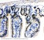 Anti-MCM2 Antibody Picoband®
