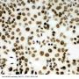 Anti-MCM2 Antibody Picoband®