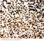 Anti-MCM2 Antibody Picoband®