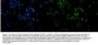 Anti-MCM2 Antibody Picoband®