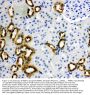 Anti-PBP/PEBP1 Antibody Picoband®