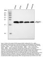 Anti-PBP/PEBP1 Antibody Picoband®