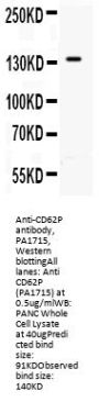 Anti-CD62P/SELP Antibody Picoband®