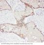 Anti-CD62P/SELP Antibody Picoband®