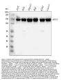 Anti-Replication factor C subunit 1 RFC1 Antibody Picoband®