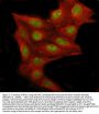 Anti-Replication factor C subunit 1 RFC1 Antibody Picoband®