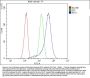 Anti-Replication factor C subunit 1 RFC1 Antibody Picoband®