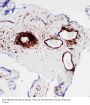 Anti-SERCA1 ATPase/ATP2A1 Antibody Picoband®