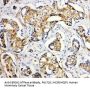 Anti-SERCA2 ATPase/ATP2A2 Antibody Picoband®