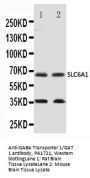 Anti-GABA Transporter 1/GAT 1/SLC6A1 Antibody Picoband®