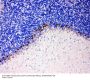 Anti-GABA Transporter 1/GAT 1/SLC6A1 Antibody Picoband®