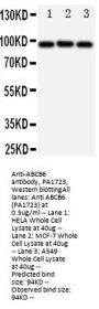 Anti-ABCB6 Antibody Picoband®