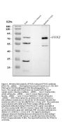 Anti-COX2/Cyclooxygenase 2/PTGS2 Antibody Picoband®