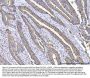 Anti-COX2/Cyclooxygenase 2/PTGS2 Antibody Picoband®