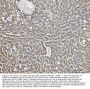 Anti-COX2/Cyclooxygenase 2/PTGS2 Antibody Picoband®