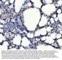 Anti-COX2/Cyclooxygenase 2/PTGS2 Antibody Picoband®