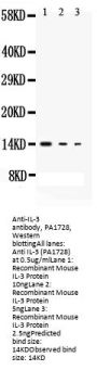 Anti-Interleukin-3 IL3 Antibody Picoband®