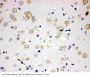 Anti-PAK6 Antibody Picoband®